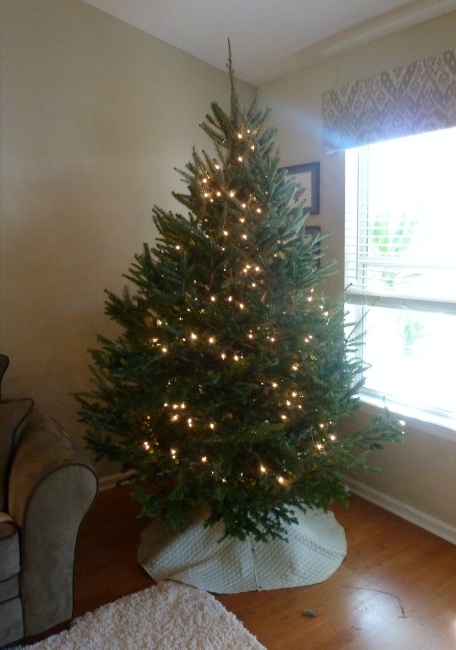 live christmas tree with lights